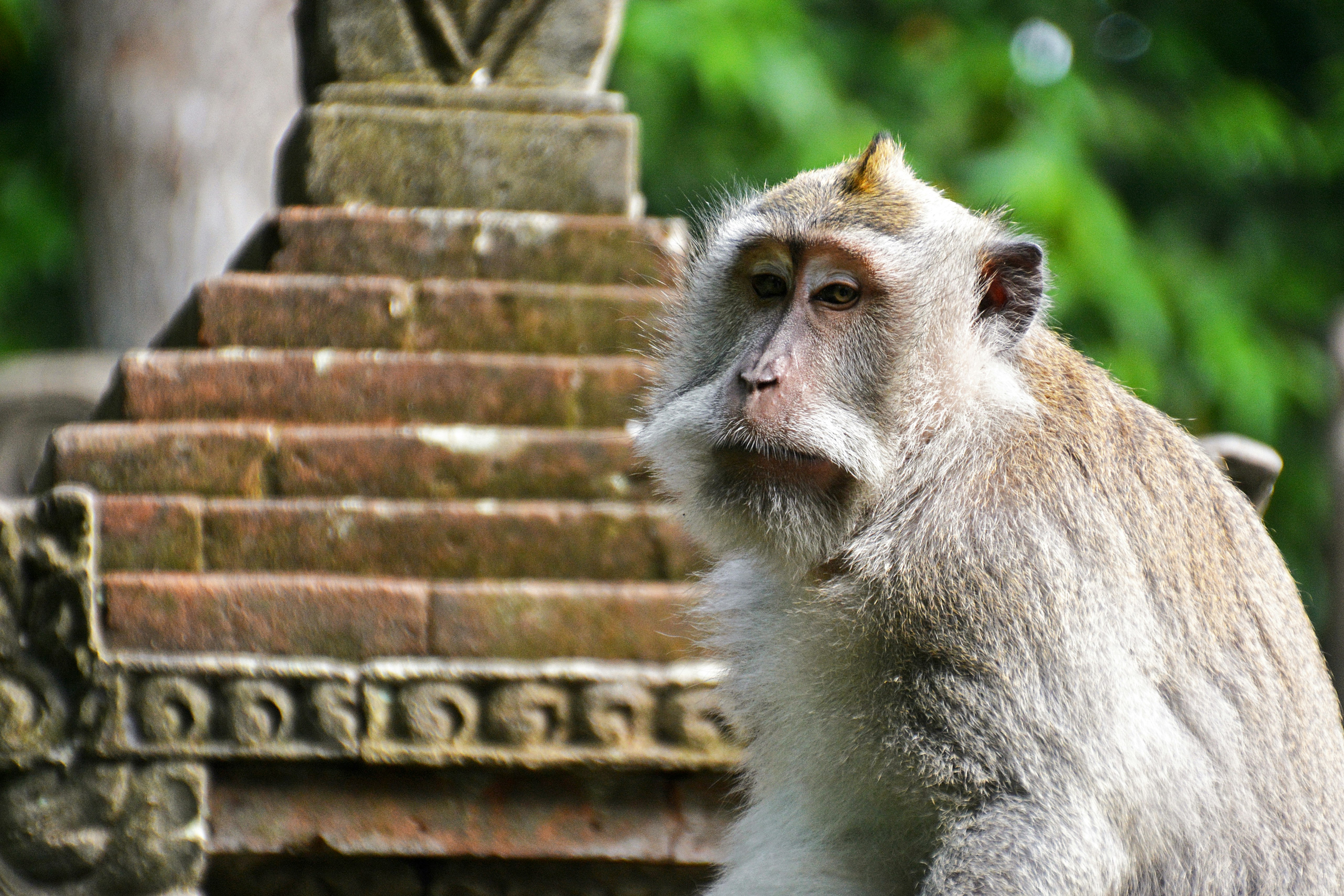 gray and white monkey sitting on gray concrete stairs during daytime